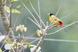 ../thumbnails/009-R6II8849.jpg.small.jpeg