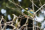thumbnails/013-R6II7733.jpg.small.jpeg
