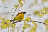 ../thumbnails/015-R6II8461.jpg.small.jpeg