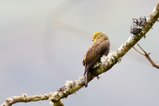 ../thumbnails/025-R6II8481.jpg.small.jpeg