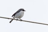 ../thumbnails/028-R6II8057.jpg.small.jpeg