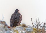 thumbnails/036-R6II7523.jpg.small.jpeg