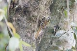 ../thumbnails/039-R6II8146.jpg.small.jpeg