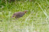 ../thumbnails/041-R6II9061.jpg.small.jpeg