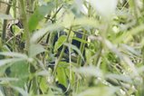../thumbnails/045-R6II8672.jpg.small.jpeg