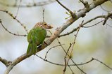 ../thumbnails/048-R6II9110.jpg.small.jpeg
