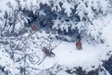 thumbnails/049-R6II7553.jpg.small.jpeg