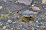 ../thumbnails/051-R6II8200.jpg.small.jpeg