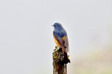 ../thumbnails/058-R6II8269.jpg.small.jpeg