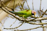 ../thumbnails/061-R6II9146.jpg.small.jpeg