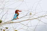 ../thumbnails/063-R6II9230.jpg.small.jpeg