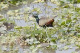 ../thumbnails/064-R6II9234.jpg.small.jpeg