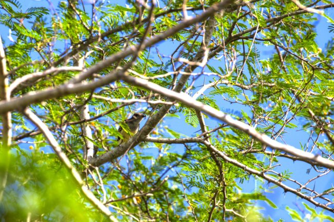 ../previews/000-6263a.Flat-billed Vireo_EOSR6.jpg.medium.jpeg