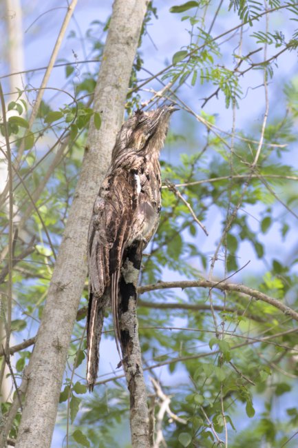 ../previews/001-6269.Northern Potoo_EOSR6.jpg.medium.jpeg