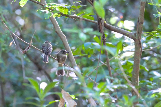 ../previews/003-6301a.Hispaniolan Pewee_EOSR6.jpg.medium.jpeg