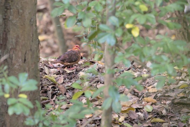 ../previews/004-6315a.Key West Quail-Dove_EOSR6.jpg.medium.jpeg