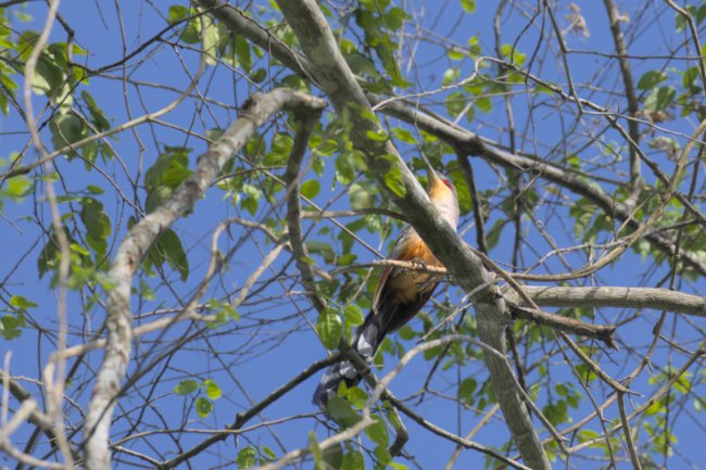 ../previews/005-6327a.Hispaniolan Lizard-Cuckoo_EOSR6.jpg.medium.jpeg