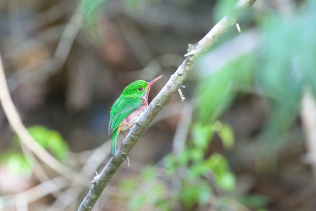 ../previews/006-6341.Broad-billed Tody_EOSR6.jpg.medium.jpeg