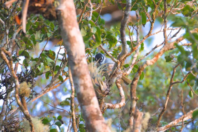 ../previews/007-6382.Black-crowned Palm-Tanager_EOSR6.jpg.medium.jpeg