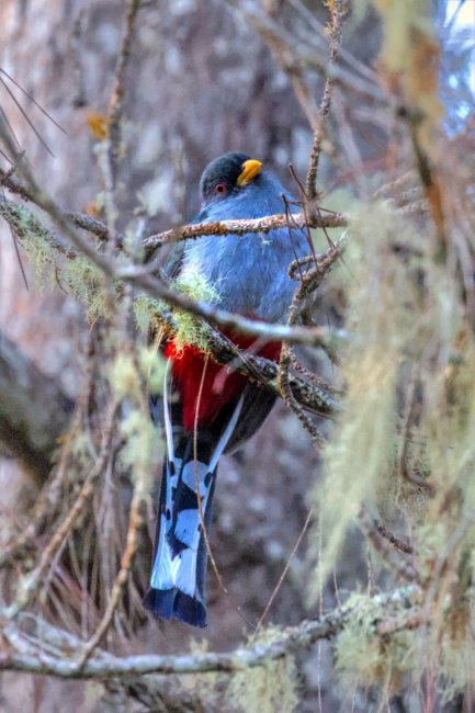 ../previews/008-6394.Hispaniolan Trogon_EOSR6.jpg.medium.jpeg