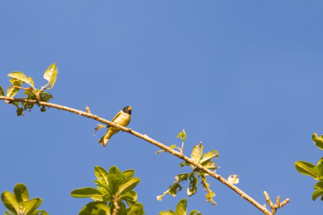 ../previews/010-6409.Antillean Siskin_EOSR6.jpg.medium.jpeg