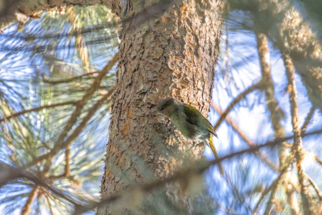 ../previews/012-6486_01.Green-tailed Warbler_EOSR6.jpg.medium.jpeg