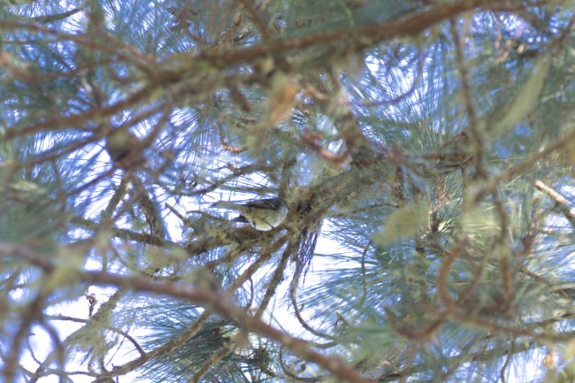 ../previews/013-6547.White-winged Warbler_EOSR6.jpg.medium.jpeg