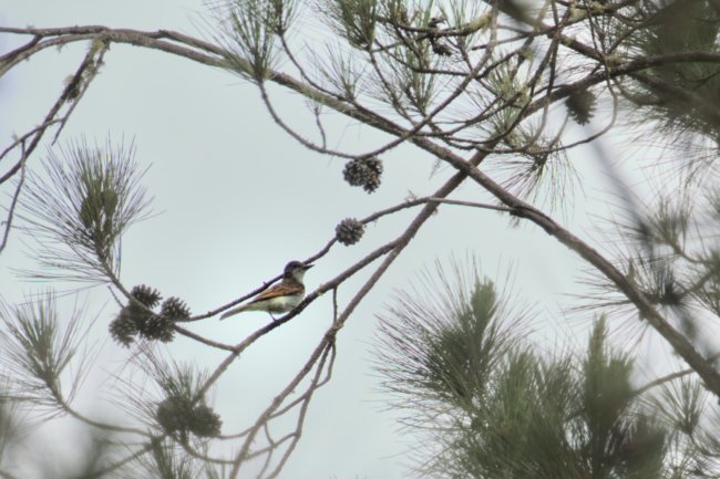 ../previews/015-6687.Loggerhead Kingbird_EOSR6.jpg.medium.jpeg