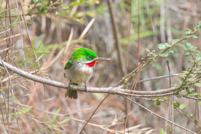 ../previews/016-6717.Narrow-billed Tody_EOSR6.jpg.medium.jpeg