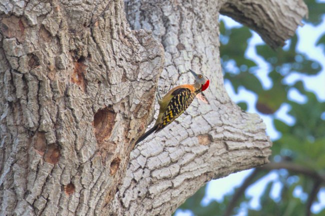 ../previews/017-6773.Hispaniolan Woodpecker_EOSR6.jpg.medium.jpeg