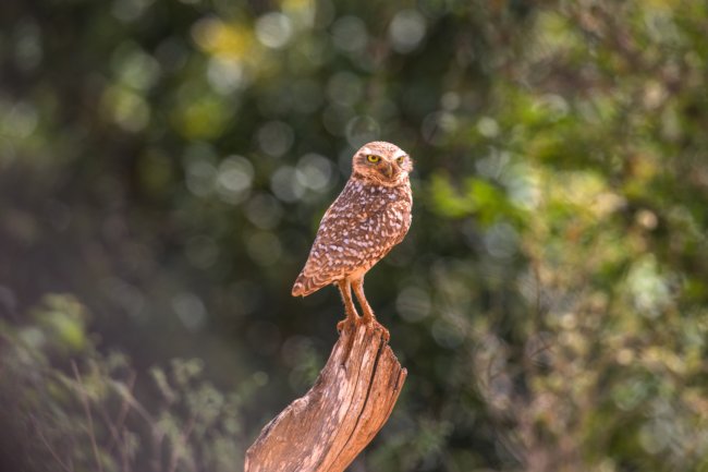 ../previews/021-6844.Burrowing Owl_EOSR6.jpg.medium.jpeg