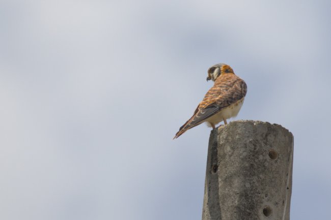 ../previews/023-6861.American Kestrel_EOSR6.jpg.medium.jpeg