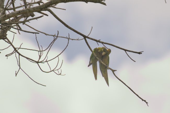 ../previews/024-6872.Olive-throated Parakeet_EOSR6.jpg.medium.jpeg