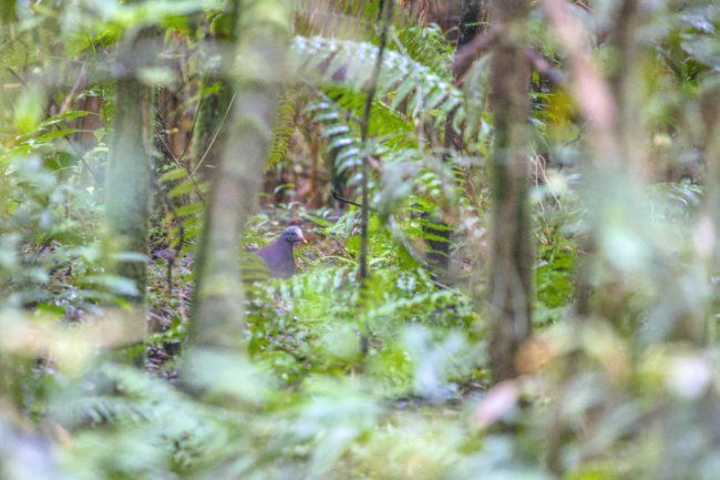 ../previews/027-7205a.White-fronted Quail-Dove_EOSR6.jpg.medium.jpeg