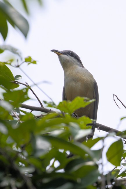 ../previews/029-7230.Mangrove Cuckoo_EOSR6.jpg.medium.jpeg