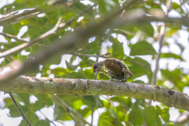 ../previews/030-7270.Antillean Piculet_EOSR6.jpg.medium.jpeg