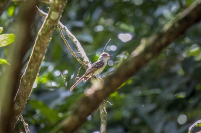 ../previews/031-7283.Stolid Flycatcher_EOSR6.jpg.medium.jpeg