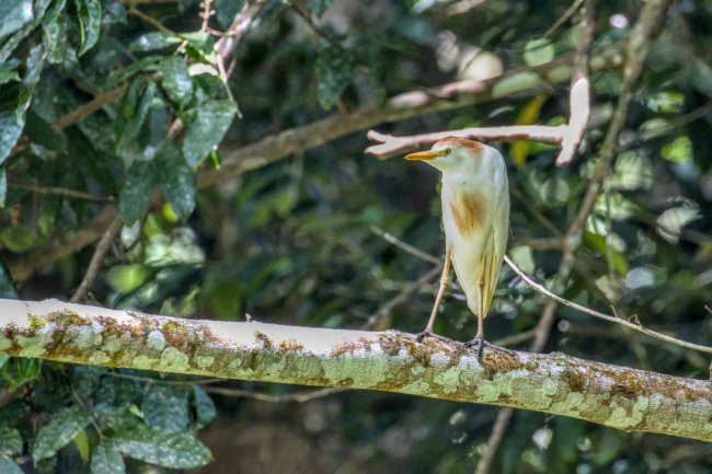 ../previews/032-7286.Cattle Egret_EOSR6.jpg.medium.jpeg