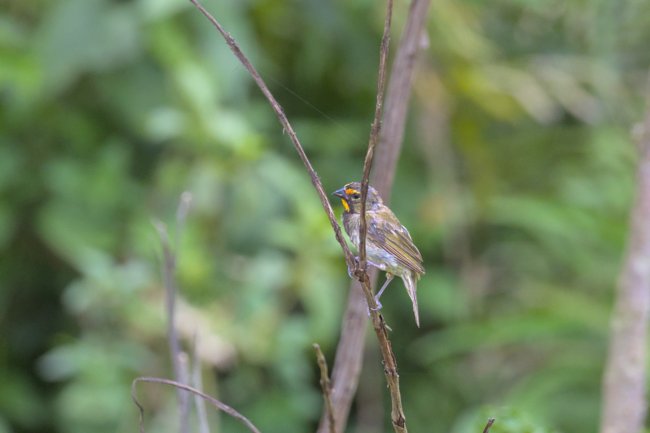 ../previews/033-7294.Yellow-faced Grassquit_EOSR6.jpg.medium.jpeg