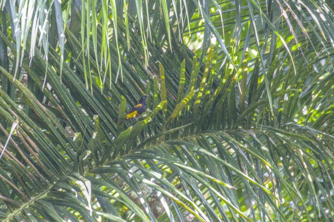 ../previews/034-7295.Hispaniolan Oriole_EOSR6.jpg.medium.jpeg