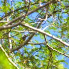 thumbnails/000-6263a.Flat-billed Vireo_EOSR6.jpg.small.jpeg