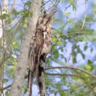 thumbnails/001-6269.Northern Potoo_EOSR6.jpg.small.jpeg