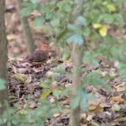 thumbnails/004-6315a.Key West Quail-Dove_EOSR6.jpg.small.jpeg