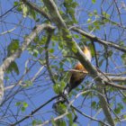 thumbnails/005-6327a.Hispaniolan Lizard-Cuckoo_EOSR6.jpg.small.jpeg