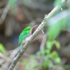 thumbnails/006-6341.Broad-billed Tody_EOSR6.jpg.small.jpeg