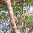 thumbnails/007-6382.Black-crowned Palm-Tanager_EOSR6.jpg.small.jpeg