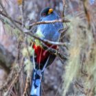 thumbnails/008-6394.Hispaniolan Trogon_EOSR6.jpg.small.jpeg