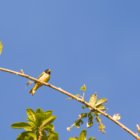 thumbnails/010-6409.Antillean Siskin_EOSR6.jpg.small.jpeg