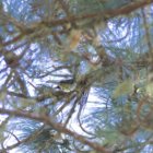 ../thumbnails/013-6547.White-winged Warbler_EOSR6.jpg.small.jpeg