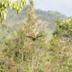 ../thumbnails/014-6617a.White-fronted Quail-Dove_EOSR6.jpg.small.jpeg